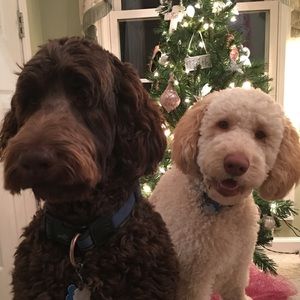 Meet your Posher, Ginger